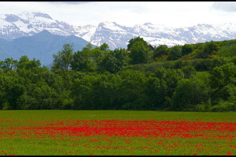 The field of poppies